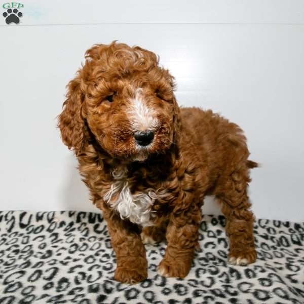 Jake, Mini Goldendoodle Puppy